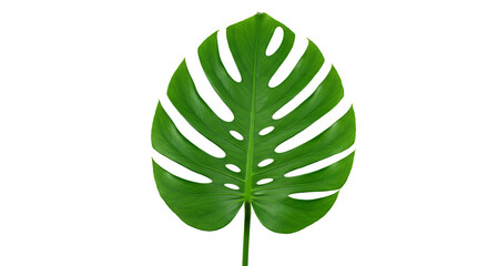 green leaf isolated on white background