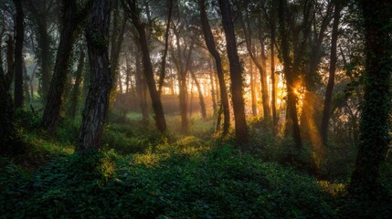 Fototapeta premium Soft light streams through tall trees in a peaceful forest, illuminating lush greenery and creating a serene atmosphere just after sunrise.