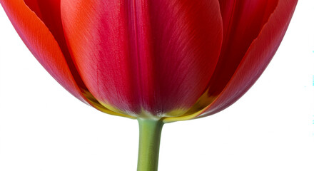 red yellow tulip