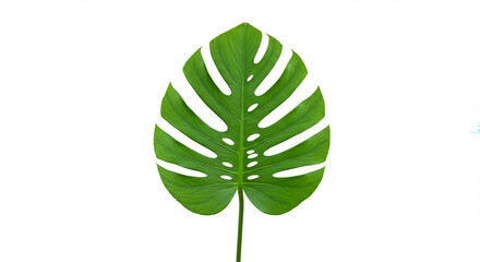 green leaves on white background