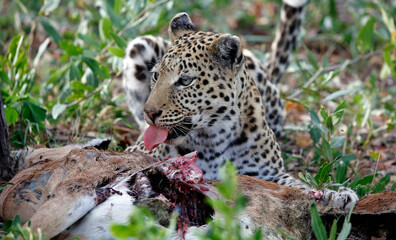 Female leopard on a kill in Botswana