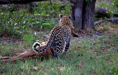 Female leopard on a kill in Botswana