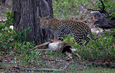 Female leopard on a kill in Botswana