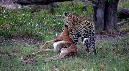 Female leopard on a kill in Botswana