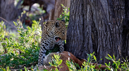 Female leopard on a kill in Botswana