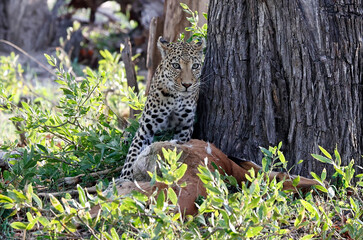 Female leopard on a kill in Botswana