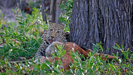 Female leopard on a kill in Botswana