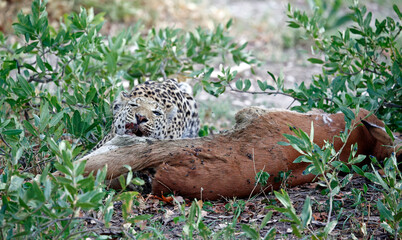 Female leopard on a kill in Botswana
