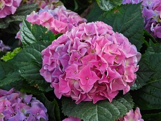 Hydrangea flower with purple, pink and blue.
