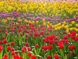 Field full of colorful tulip flowers.