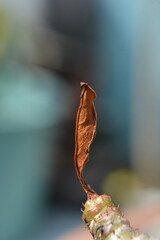 A close-up of a single, dry leaf on a plant stem with a blurred background