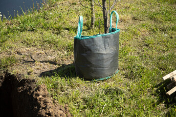 Planting trees in the park. Planting of seedlings in the ground. Improvement of the territory.