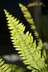 Palm tree in the interior. Plant indoors.