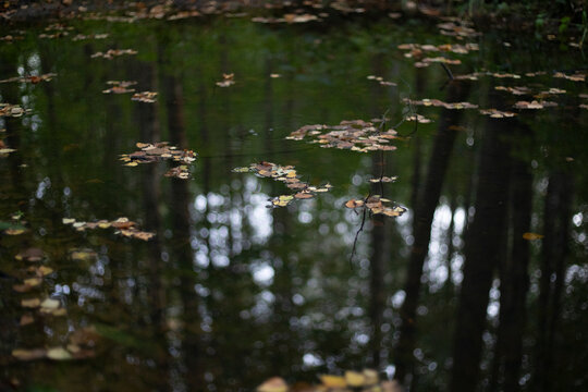 Leaves in the water. The surface of the water. A puddle in the forest.