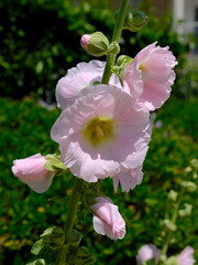 Close-up pink hollyhocks (Alcea rosea) in the meadows. It’s an ornamental dicot flowering plant in the family Malvaceae. 