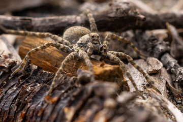 wolf spider on a stone