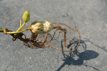 Peanut Seed Germination with Roots and Shoot on Concrete Background