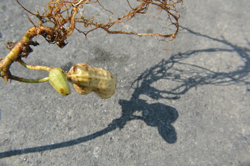 Peanut Seed Germination with Roots and Shoot on Concrete Background