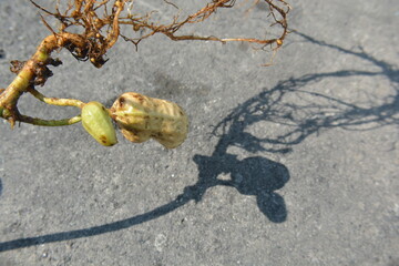 Peanut Seed Germination with Roots and Shoot on Concrete Background