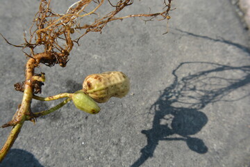 Peanut Seed Germination with Roots and Shoot on Concrete Background