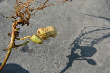 Peanut Seed Germination with Roots and Shoot on Concrete Background