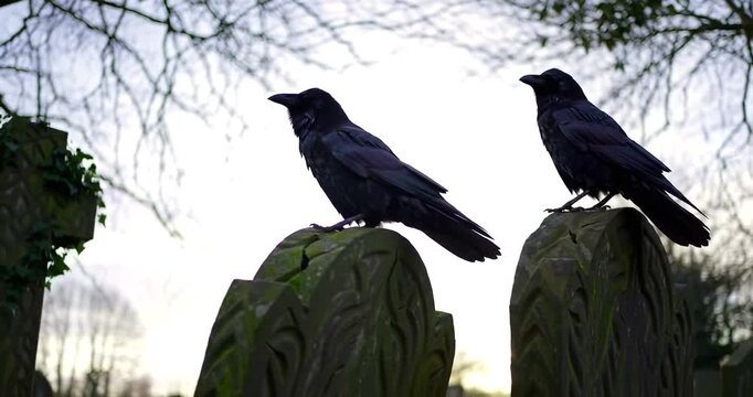 Two crows perched on tombstones in a cemetery.