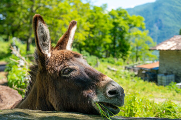 donkey close up, foal Equus africanus asinus, rustic scene with donkey feeding on fresh pasture on sunny day, Farm Animal Portrait