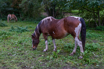 Beautiful brown Haflinger horse eating grass. Close-up, focus on horse's head and mane. Perfect for...