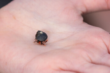 Obraz premium tiny hermit crab in delicate seashell rests on teenager’s hand, marine life and beauty coastal wildlife, wonders marine ecosystems, environmental education and introducing kids wonders natural world