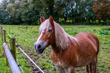Beautiful brown Haflinger horse eating grass. Close-up, focus on horse's head and mane. Perfect for...