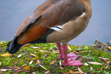 Egyptian geese Alopochen aegyptiaca cleaning feathers on lush green grass, enjoying grassy field,...