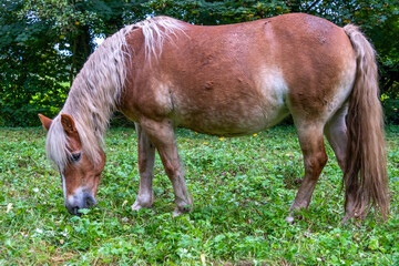 Beautiful Haflinger brown horse with white spots. Close-up, focus on horse's head and mane. Perfect...