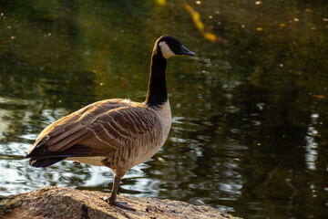 Canadian geese, birds North America on shore pond preparing for southern migration, Natural grazing behavior, nature reserve, bird migration, animal life