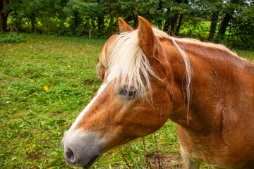 close-up brown horse grazing peacefully on lush green farm pasture with clear blue skies in...
