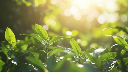 Sunlit Greenery: Close-Up of Lush Leaves Radiating Freshness and Vitality