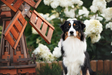 miniature american shepherd dog portrait in the park with blooming hydrangea flowers