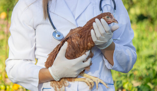 Veterinarian Examining Chicken Outdoors. Selective focus.