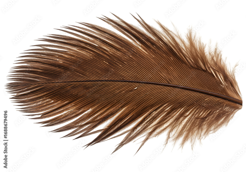 Poster Detailed close-up of a brown feather showcasing intricate textures and patterns against a white background