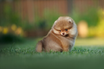 cute pomeranian spitz puppy sitting on grass in the garden