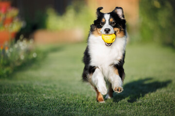 happy miniature american shepherd dog fetching a ball outdoors