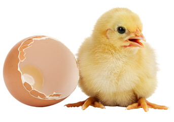 Obraz premium Newly hatched chick beside a cracked eggshell, symbolizing new beginnings in a vibrant setting
