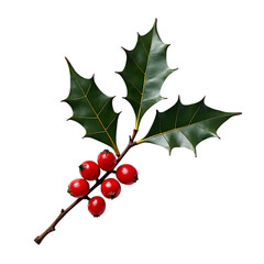 Green holly leaves with red berries isolated on a transparent background image