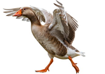 A graceful goose flapping its wings while walking on a sunny day in a serene park setting