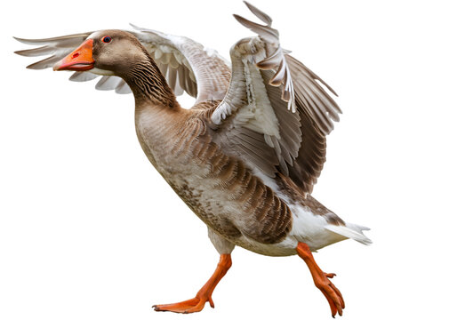 A graceful goose flapping its wings while walking on a sunny day in a serene park setting