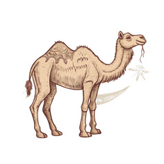 camel on white background