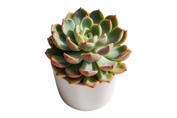 a photograph of a striking succulent image isolated on a transparent background