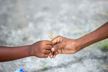 A childs hand offers a small flower to an adults hand