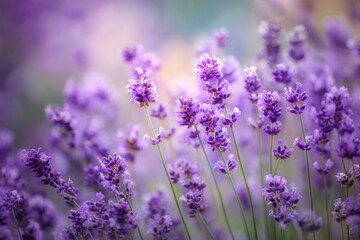 Obraz premium Close-up of vibrant lavender flowers. Soft focus, pastel purple hues. Natural light