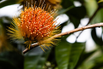 A close-up of a vibrant orange bottlebrush flower
