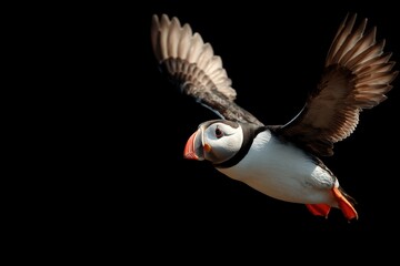 Fototapeta premium Humorous Atlantic Puffin Soaring Through the Skies, Capturing the Essence of Awkwardness with Its Colorful Beak Against a Striking Background